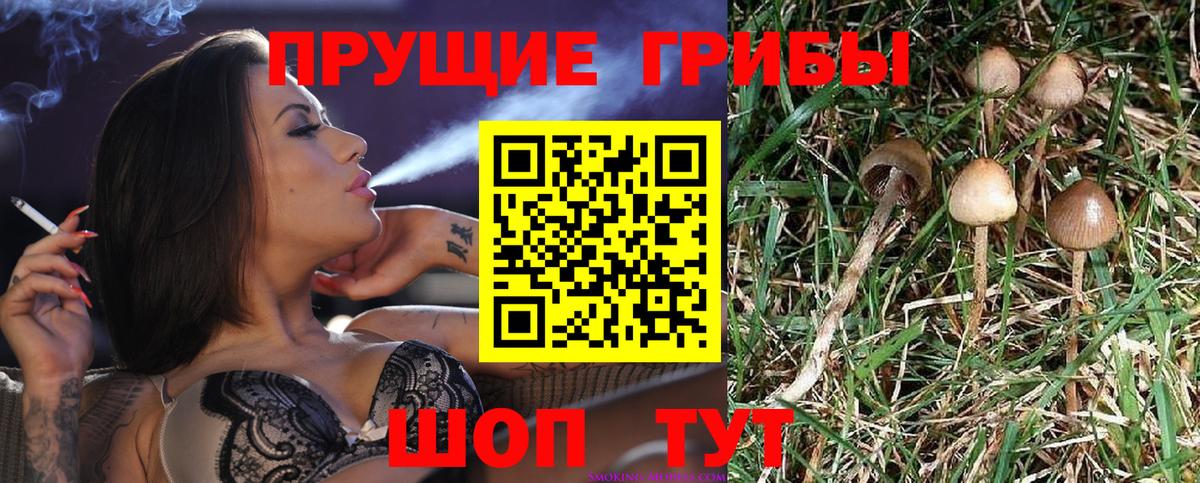 Псилоцибиновые грибы GOLDEN TEACHER  Вход с VPN  что такое наркотик  Обь 